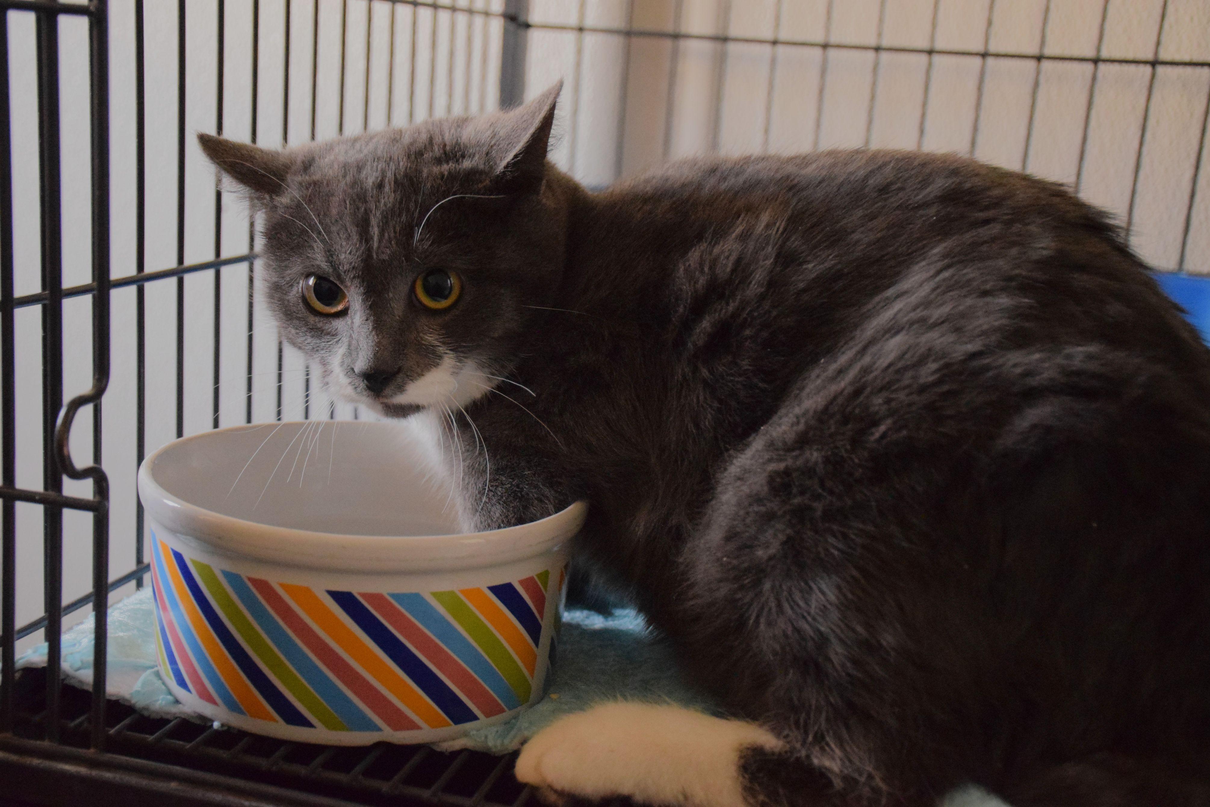 Kyle, ADOPTABLE, Adult Male Domestic Short Hair.