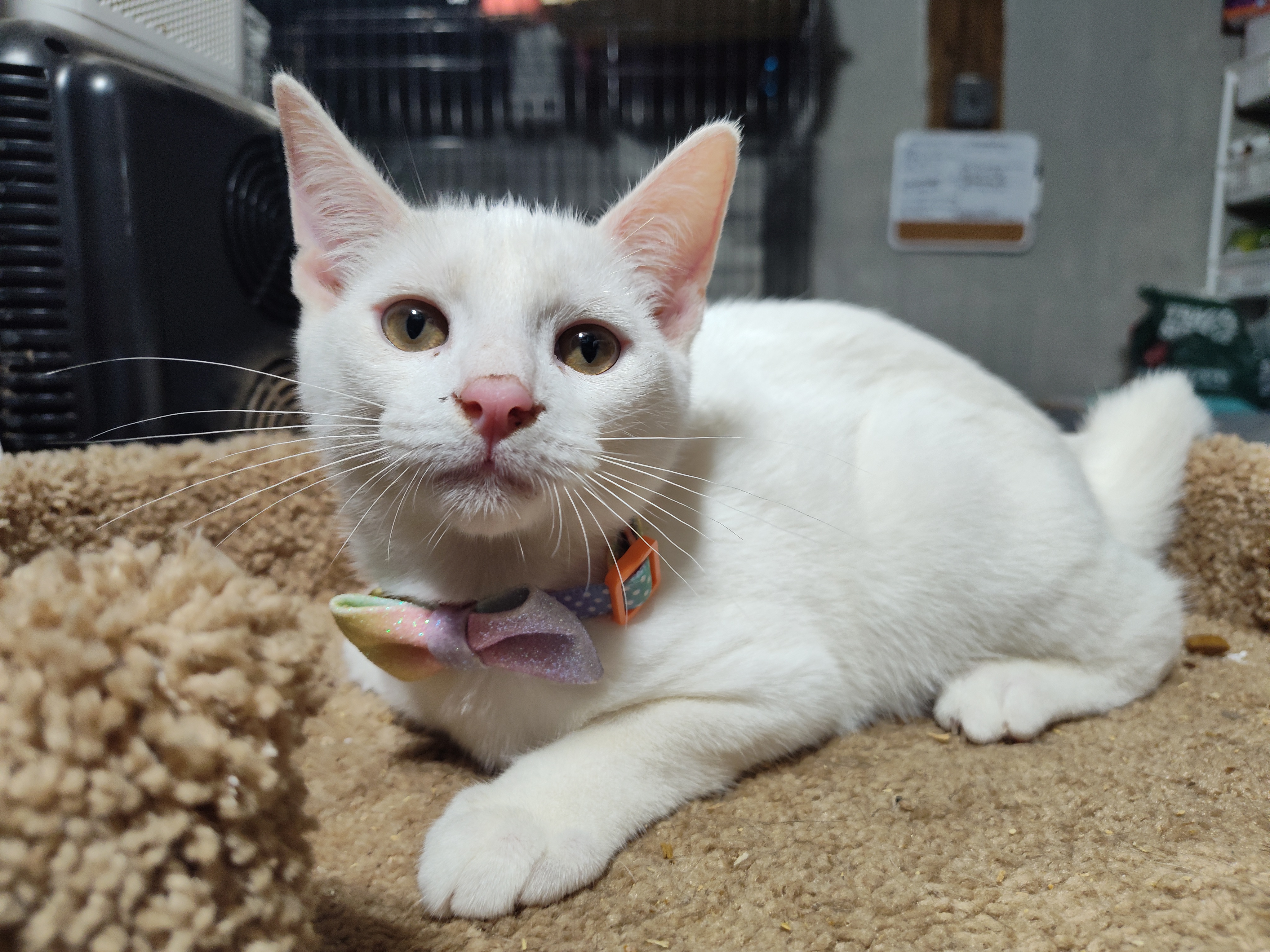 Cat for adoption Snow, a Domestic Short Hair in Mastic beach , NY