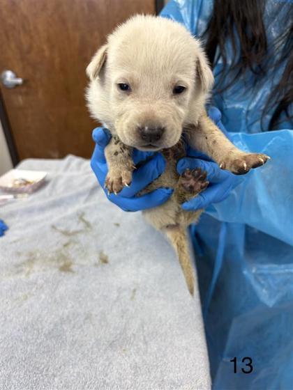 Enlarge Ace, a Adoptable mixed breed in Dallas, TX image 2/2