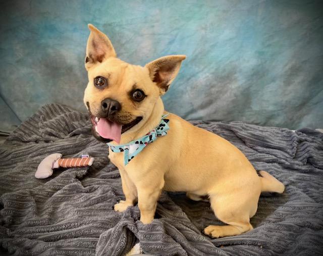 ROGER, Adoptable, Young Male Pug & French Bulldog.