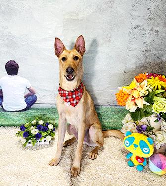 WUGU, a Adoptable mixed breed in Castro Valley, CA image 1/2