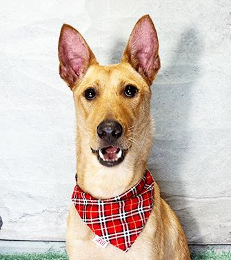 WUGU, a Adoptable mixed breed in Castro Valley, CA image 2/2