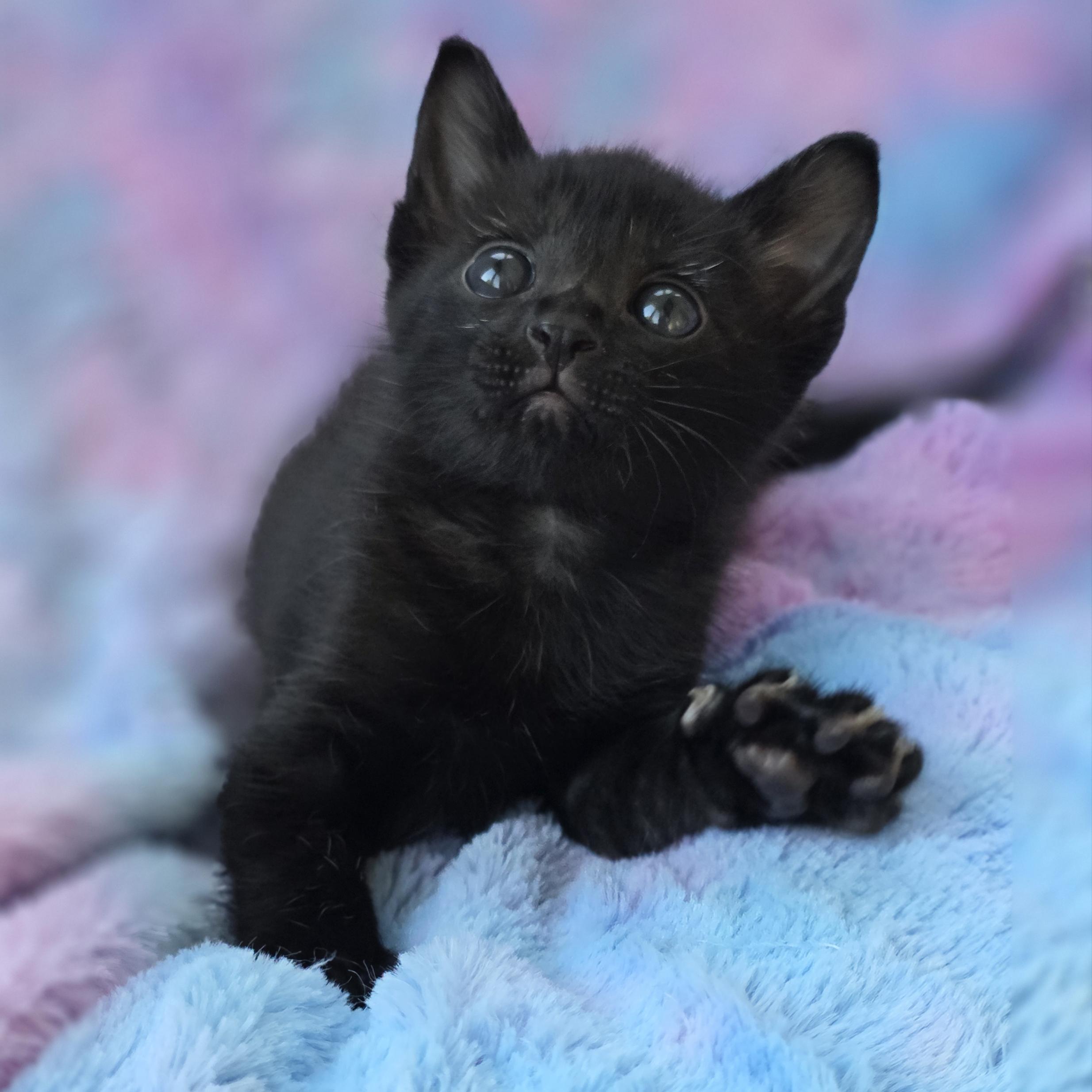 Enlarge Beans, a ADOPTABLE Domestic Short Hair in Atlanta, GA image 5/6