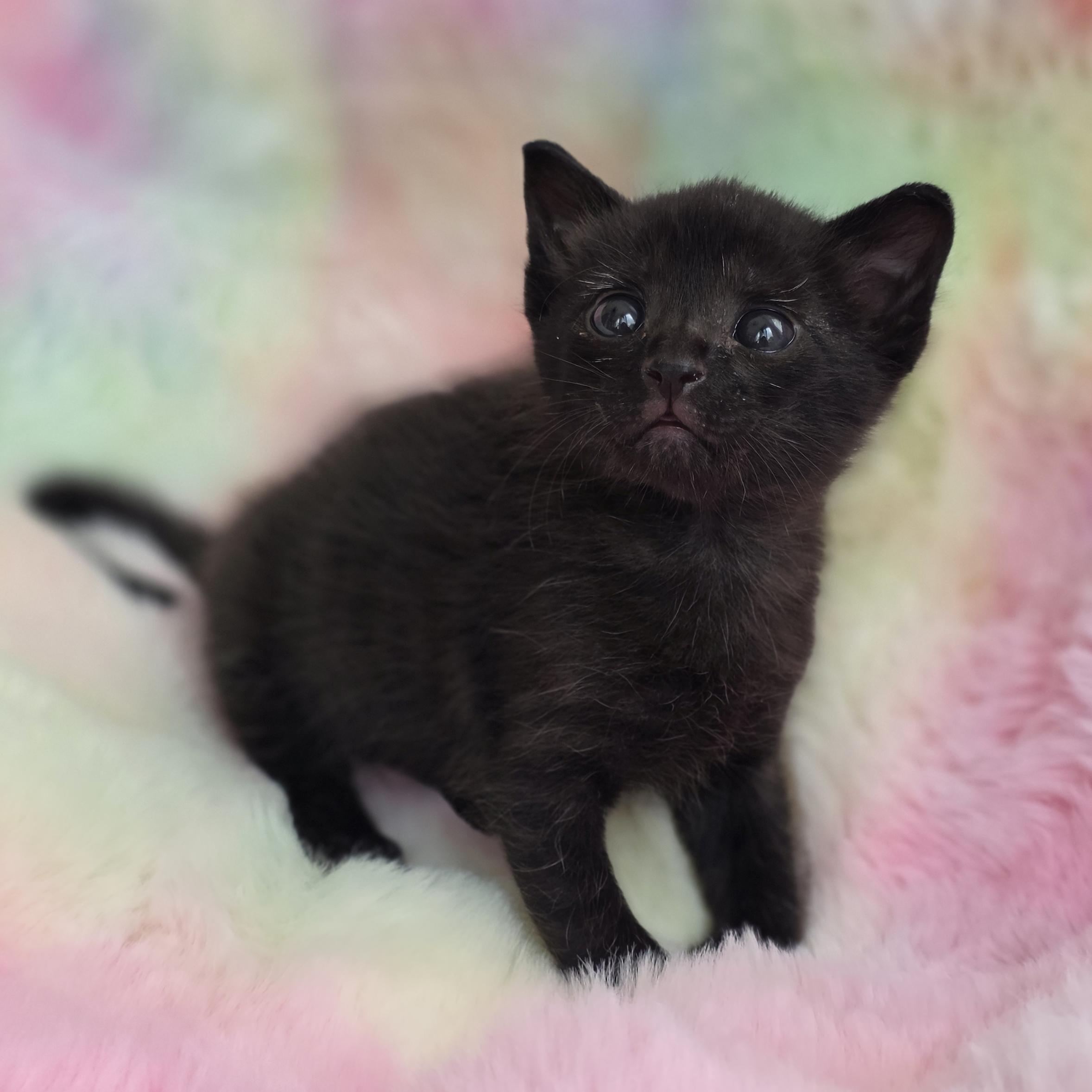 Enlarge Beans, a ADOPTABLE Domestic Short Hair in Atlanta, GA image 3/6
