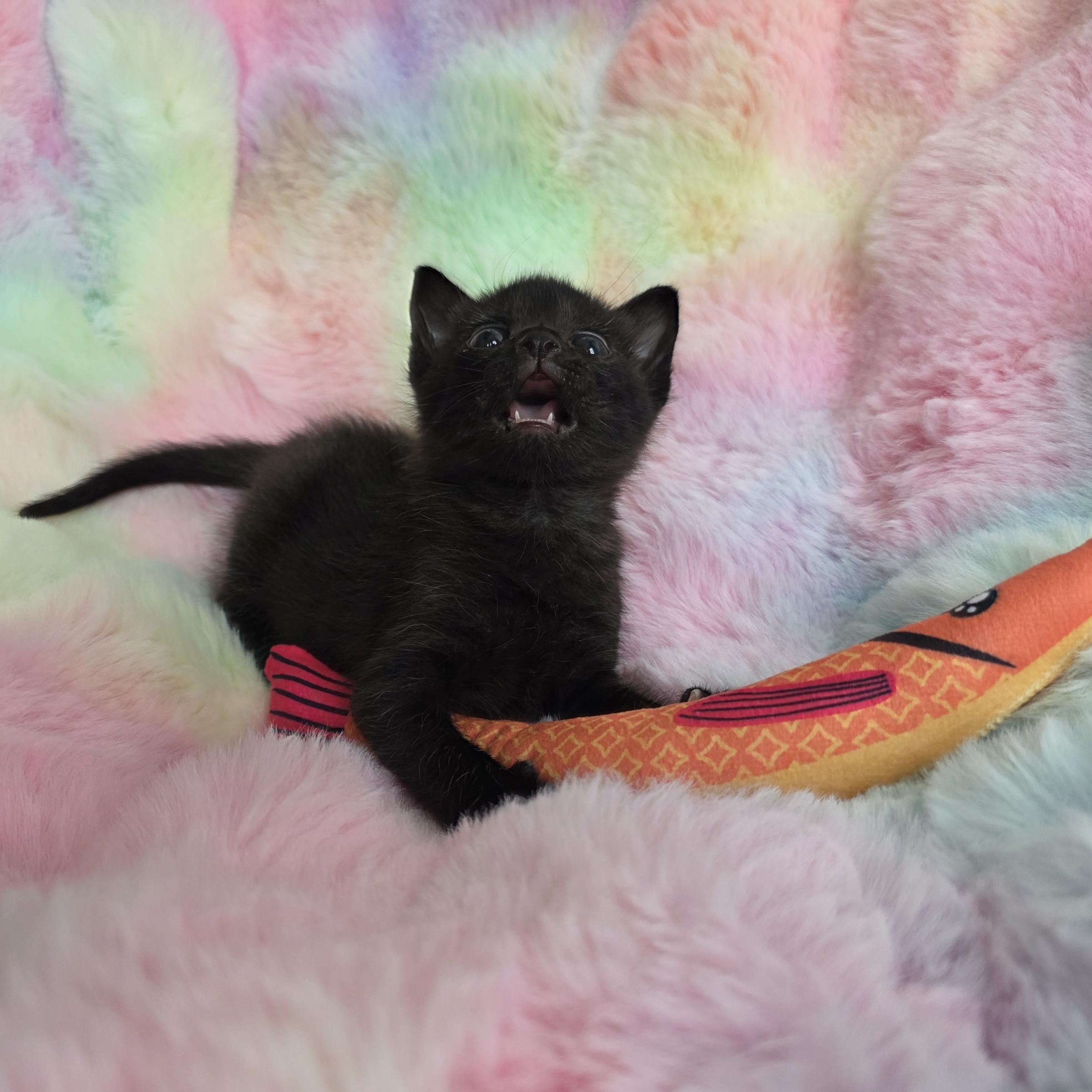 Enlarge Beans, a ADOPTABLE Domestic Short Hair in Atlanta, GA image 4/6