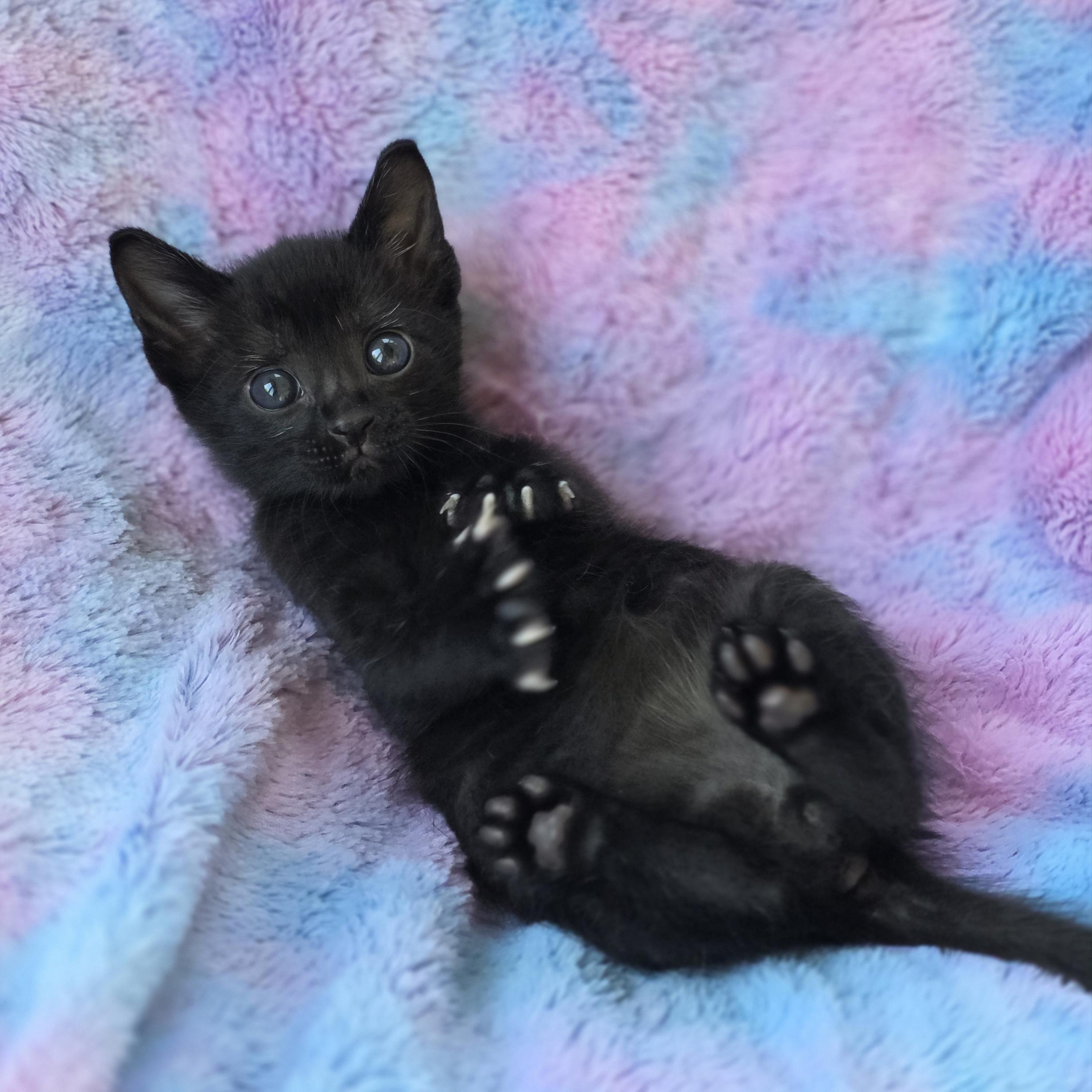 Beans, ADOPTABLE, Kitten Male Domestic Short Hair.