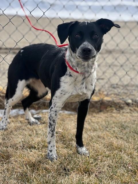 Biscuit/60129619, a ADOPTABLE Australian Cattle Dog / Blue Heeler in Elko, NV image 2/2