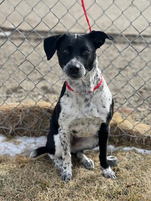 Biscuit/60129619, ADOPTABLE, Adult Female Australian Cattle Dog / Blue Heeler.