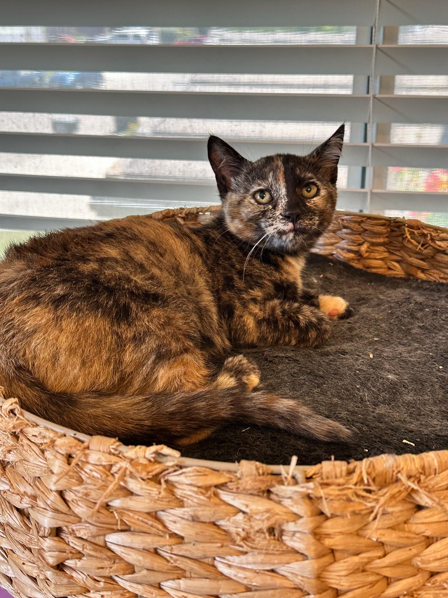 Heidi, a ADOPTABLE Tortoiseshell in Visalia, CA image 1/2