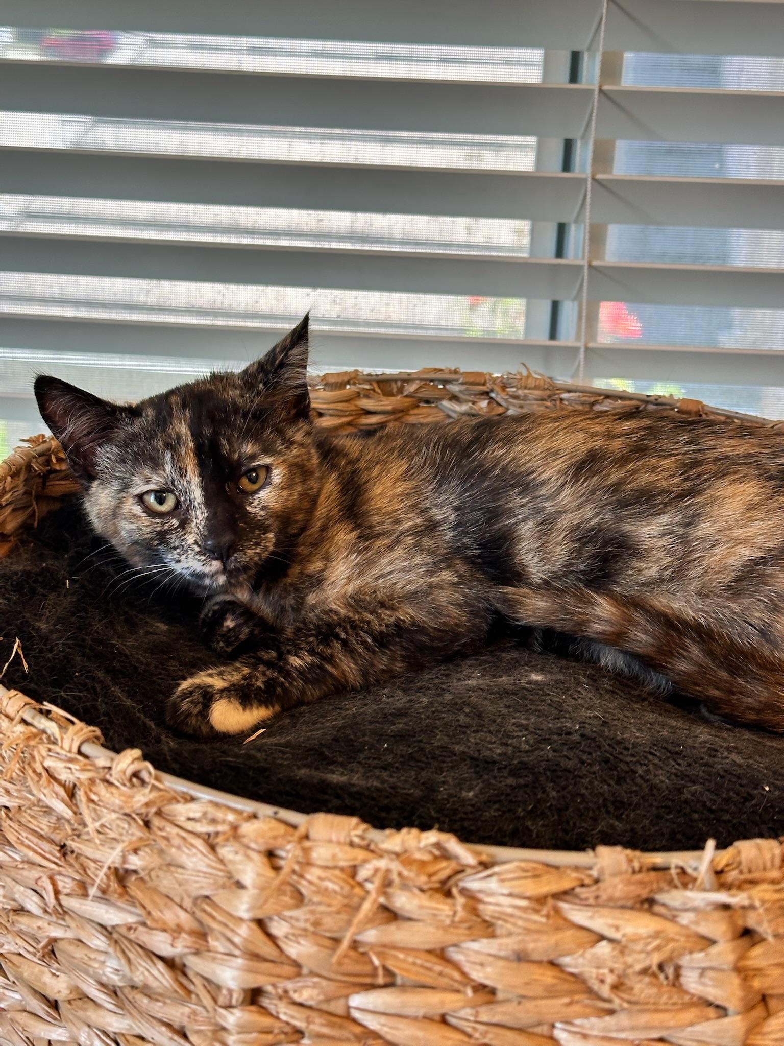 Heidi, a ADOPTABLE Tortoiseshell in Visalia, CA image 2/2