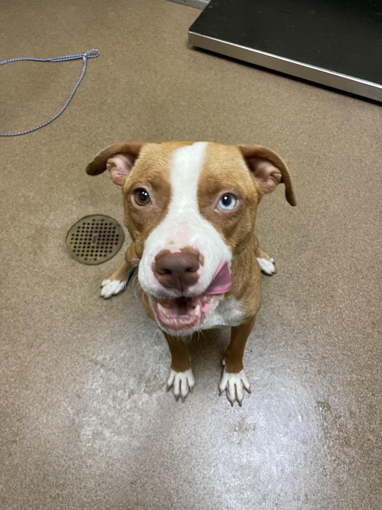 Rooftop, a Adoptable mixed breed in Florence, SC image 1/6