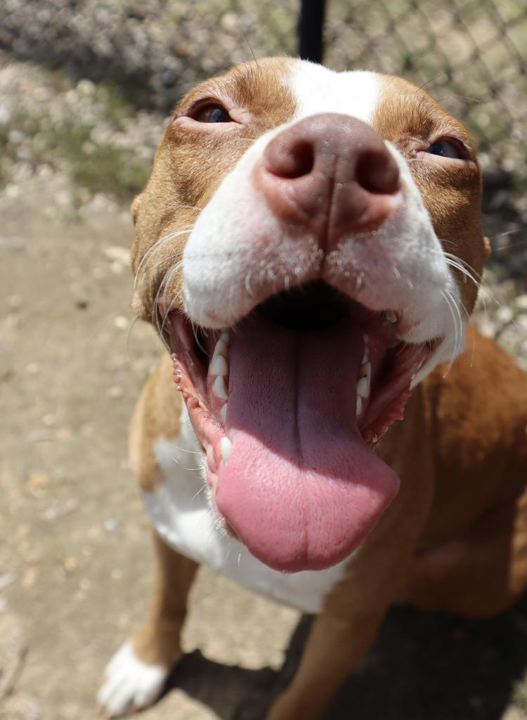Rooftop, a Adoptable mixed breed in Florence, SC image 2/6