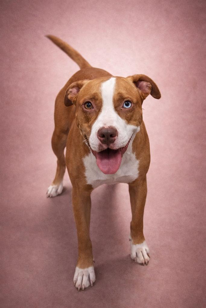 Rooftop, a Adoptable mixed breed in Florence, SC image 3/6