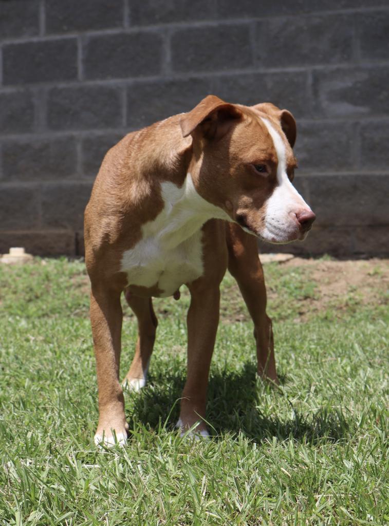 Rooftop, a Adoptable mixed breed in Florence, SC image 4/6