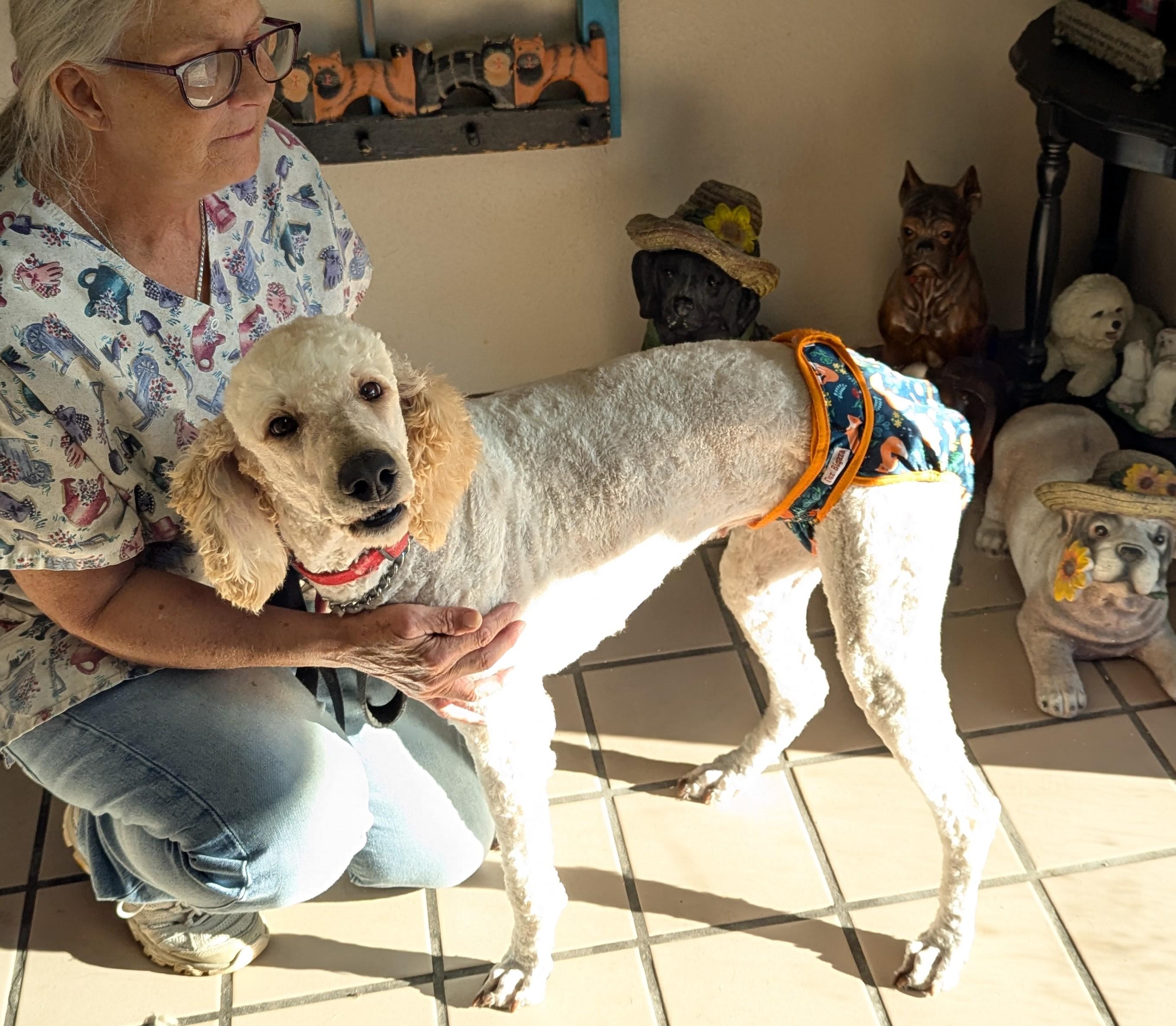 Enlarge Sasha, a Adopted Standard Poodle in Pensacola, FL image 1/3