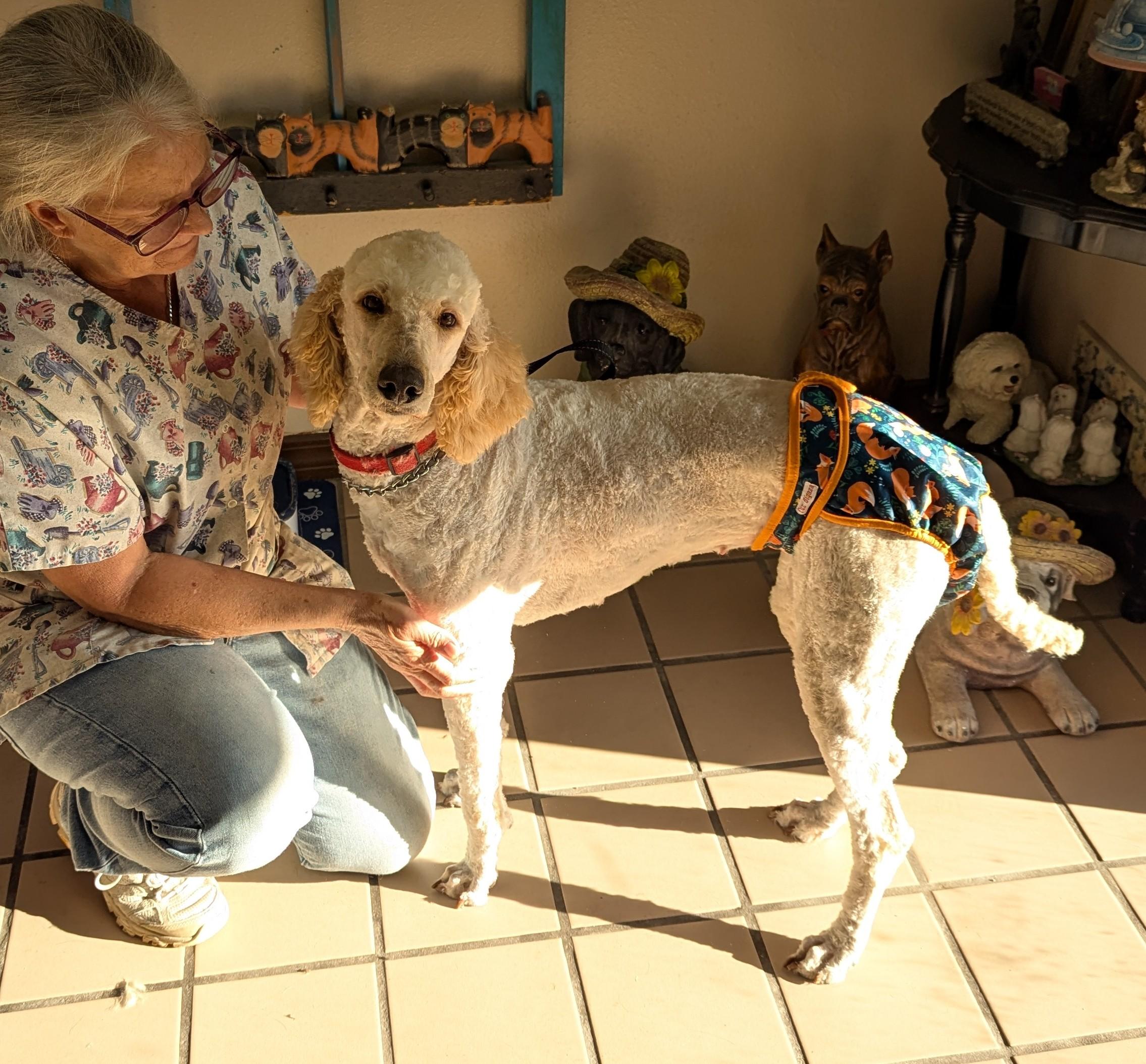 Enlarge Sasha, a Adopted Standard Poodle in Pensacola, FL image 2/3