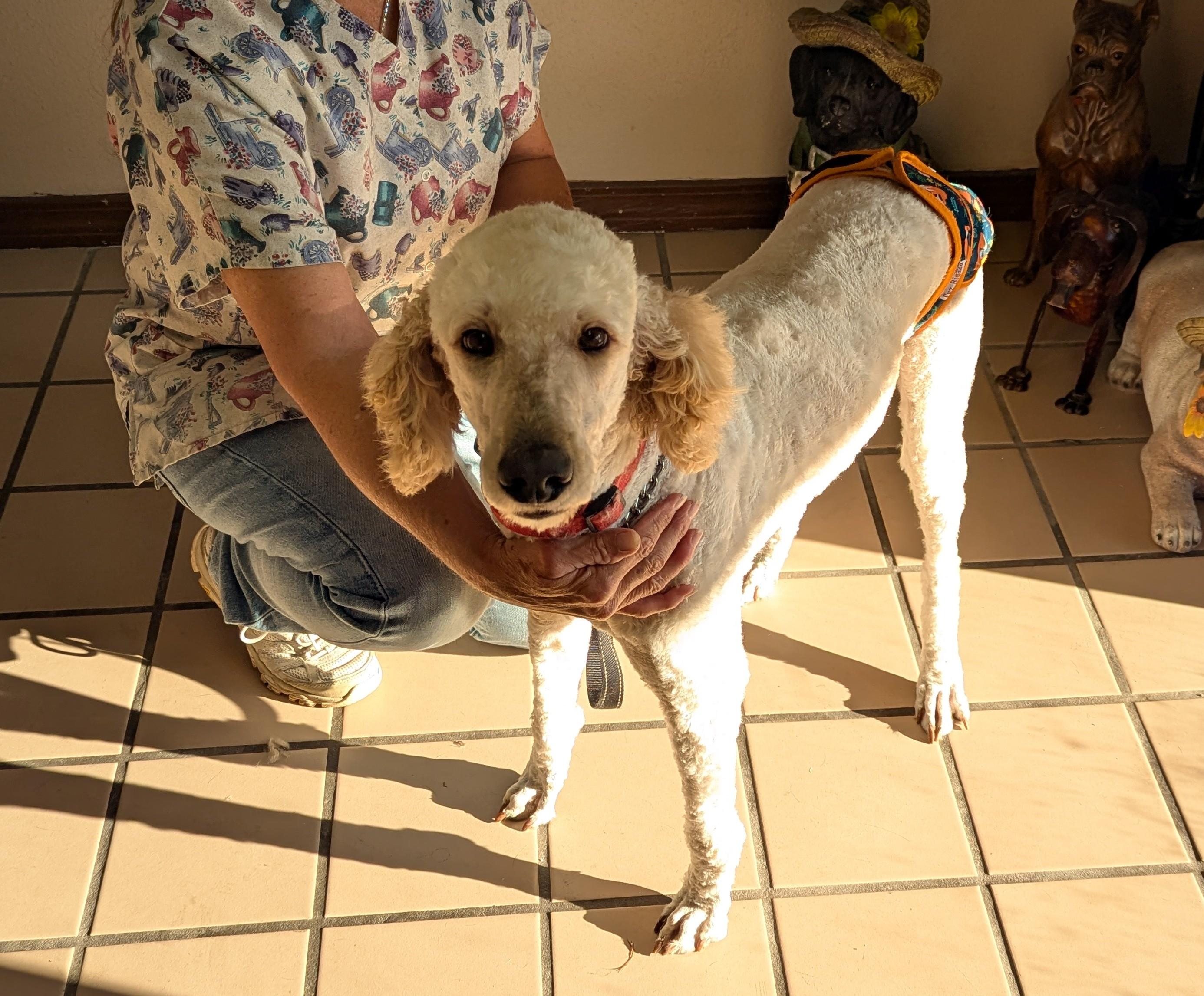 Enlarge Sasha, a Adopted Standard Poodle in Pensacola, FL image 3/3