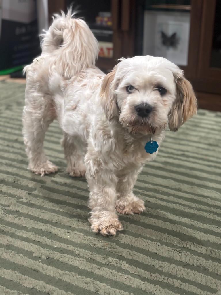 Enlarge Tofu, a Adoptable Cocker Spaniel in Austin, TX image 1/6