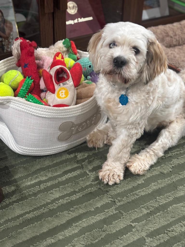 Enlarge Tofu, a Adoptable Cocker Spaniel in Austin, TX image 2/6