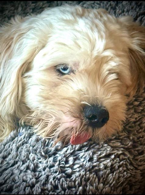 Tofu, Adoptable, Young Male Cocker Spaniel.