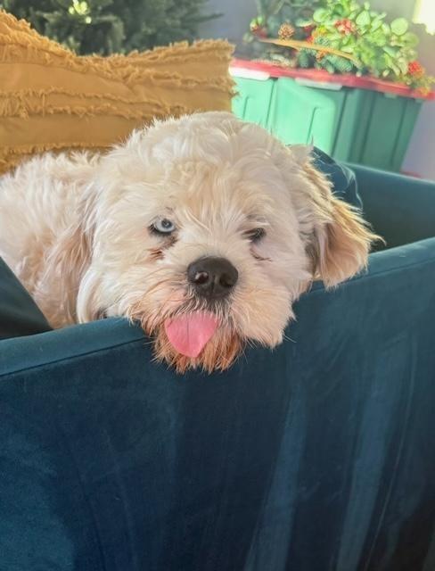 Enlarge Tofu, a Adoptable Cocker Spaniel in Austin, TX image 2/4