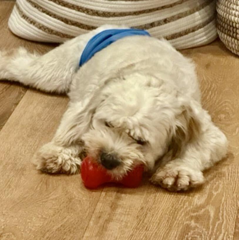 Enlarge Tofu, a Adoptable Cocker Spaniel in Austin, TX image 3/4