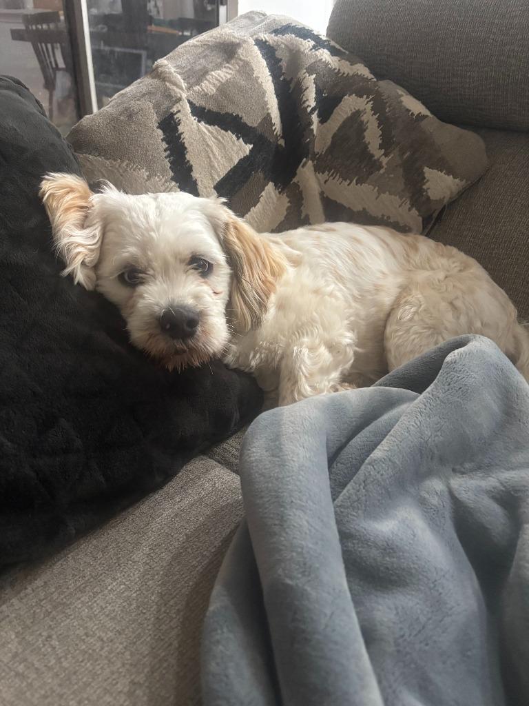 Enlarge Tofu, a Adoptable Cocker Spaniel in Austin, TX image 6/6