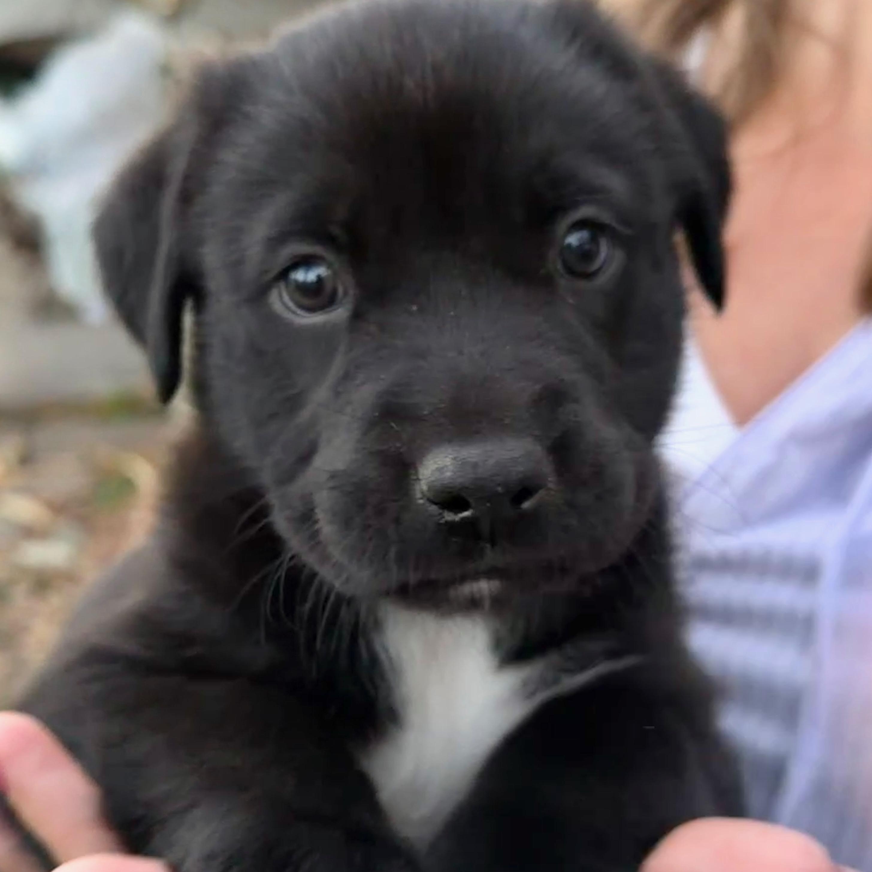 Enlarge Vader, an adopted mixed breed in Puyallup, WA image 2/6