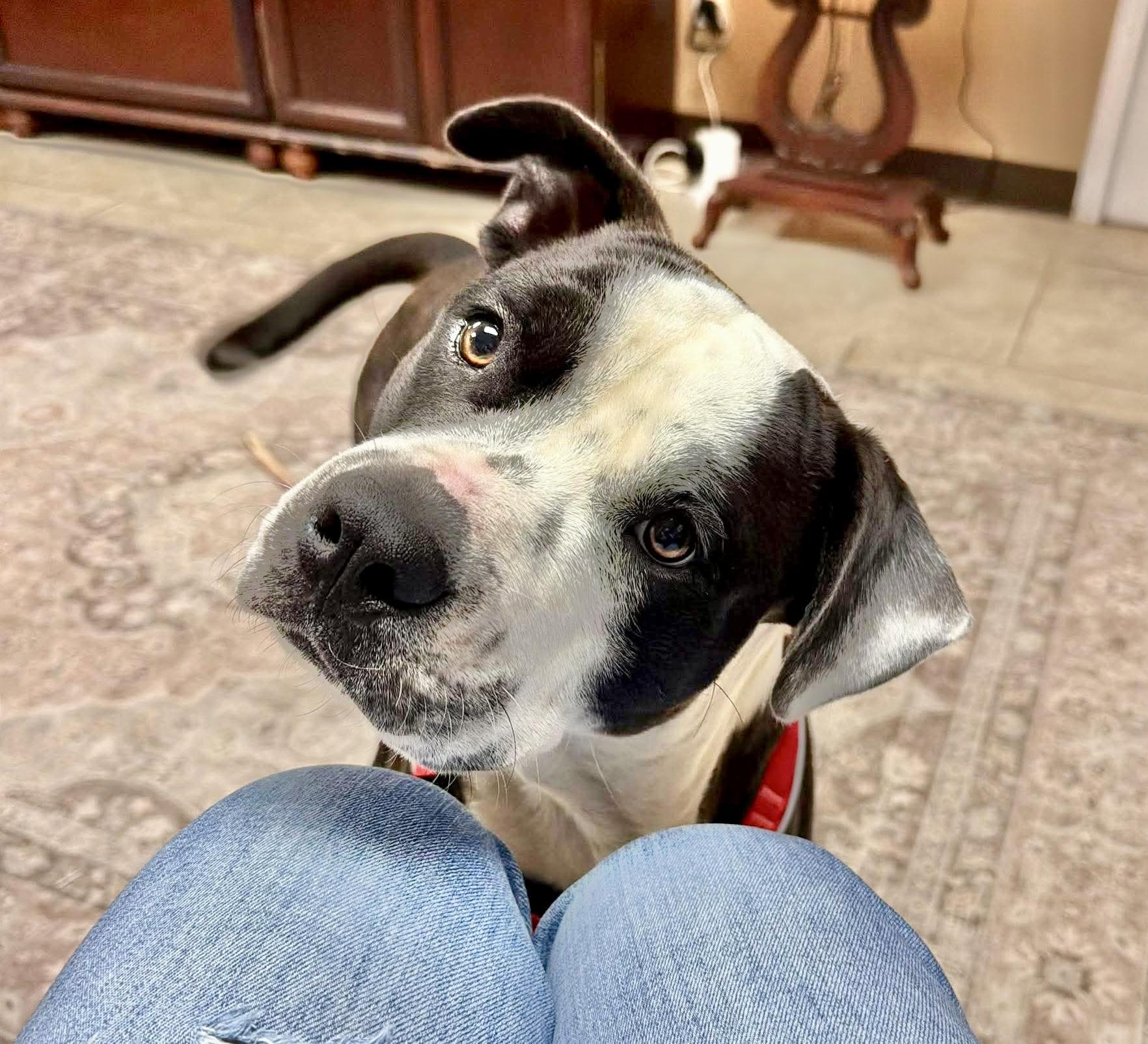 Atlas, a Adoptable mixed breed in Ontario, OR image 4/6