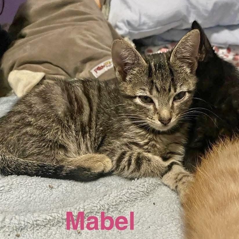 Mabel photo 2