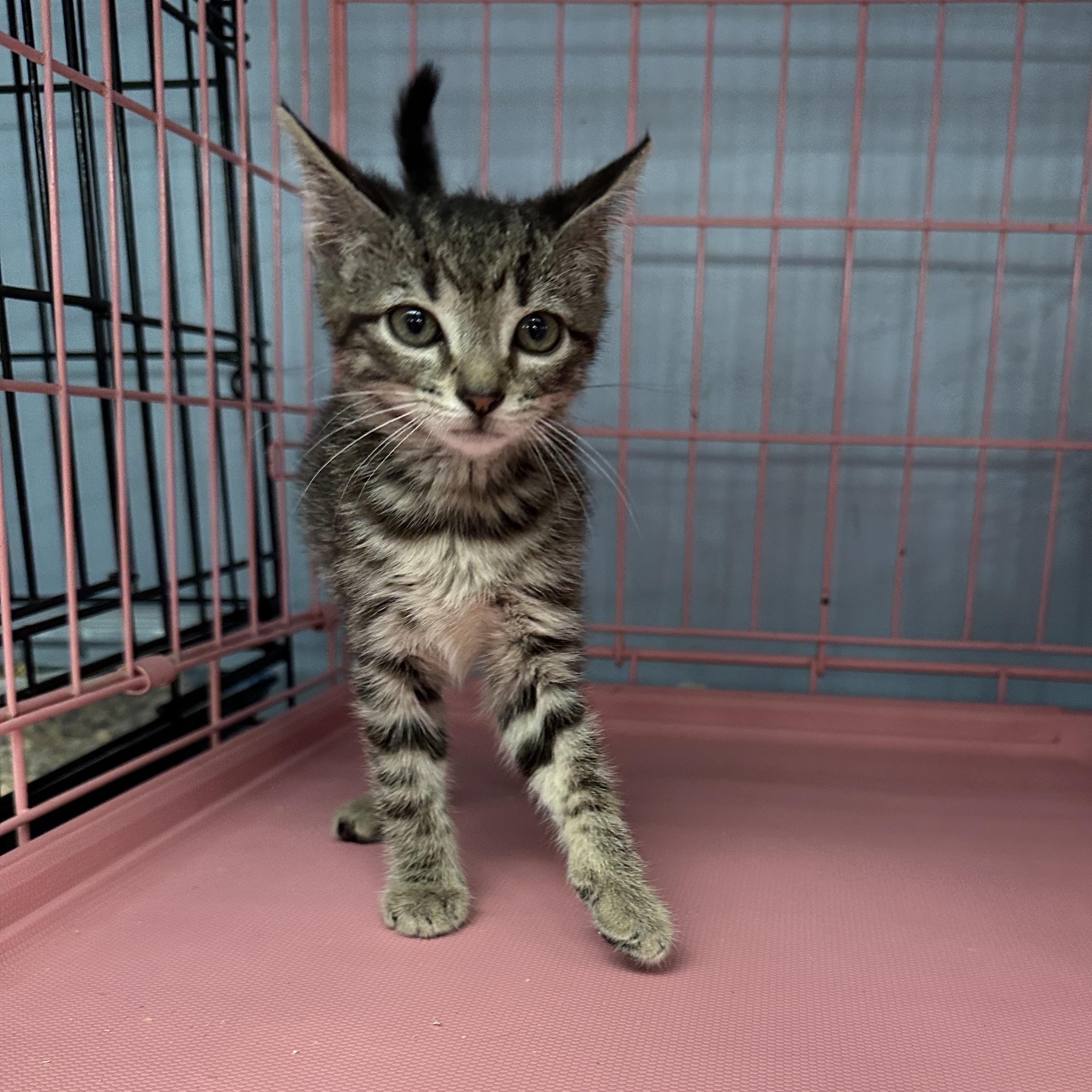 Mabel, Baby Female Domestic Short Hair