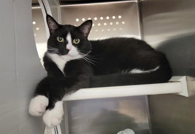 Enlarge CLYDE, a Adoptable Domestic Short Hair in Saint Peters, MO image 1/1