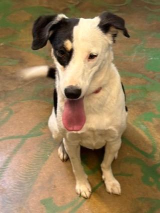 Jip 26, Adoptable, Young Female Border Collie.