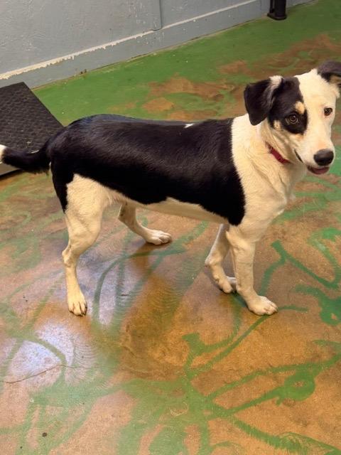 Enlarge Jip 26, a Adoptable mixed breed in Brookhaven, MS image 2/6