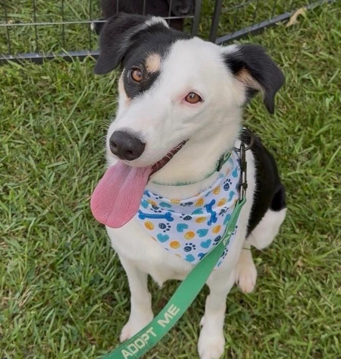 Jip 26 SP 7-31-26, Adoptable, Young Female Border Collie.
