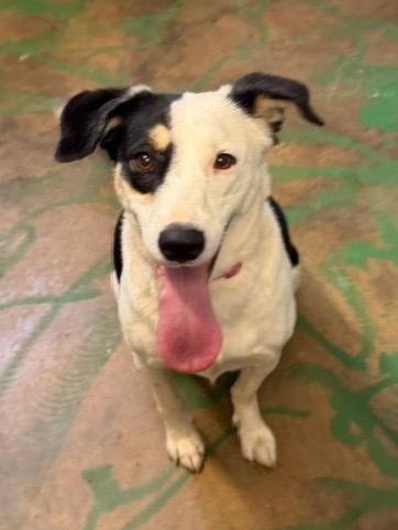 Enlarge Jip 26, a Adoptable mixed breed in Brookhaven, MS image 3/6