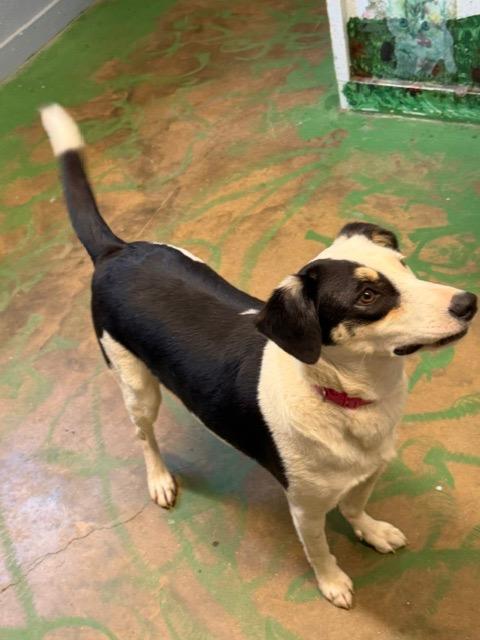 Jip 26 SP 7-31-26, a Adoptable mixed breed in Brookhaven, MS image 2/4