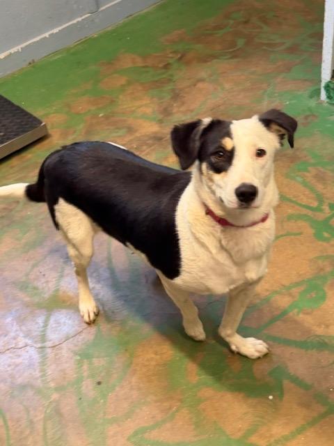 Enlarge Jip 26, a Adoptable mixed breed in Brookhaven, MS image 4/6