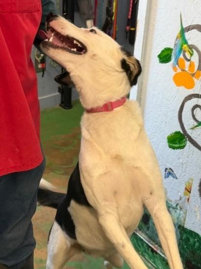 Enlarge Jip 26, a Adoptable mixed breed in Brookhaven, MS image 5/6