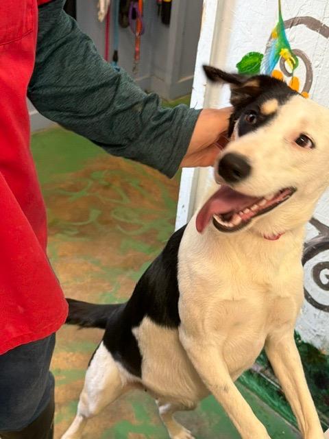 Enlarge Jip 26, a Adoptable mixed breed in Brookhaven, MS image 6/6
