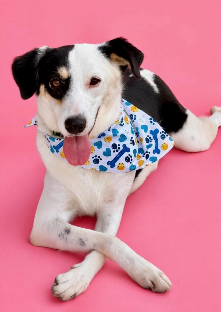 Jip 26 SP 7-31-26, a Adoptable mixed breed in Brookhaven, MS image 4/4