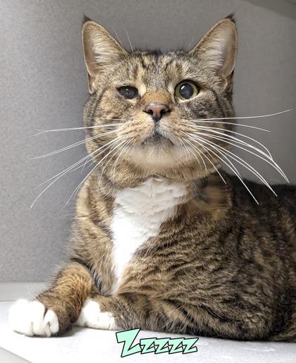 Zzzzz, Adoptable, Adult Male Domestic Short Hair & Domestic Short Hair.