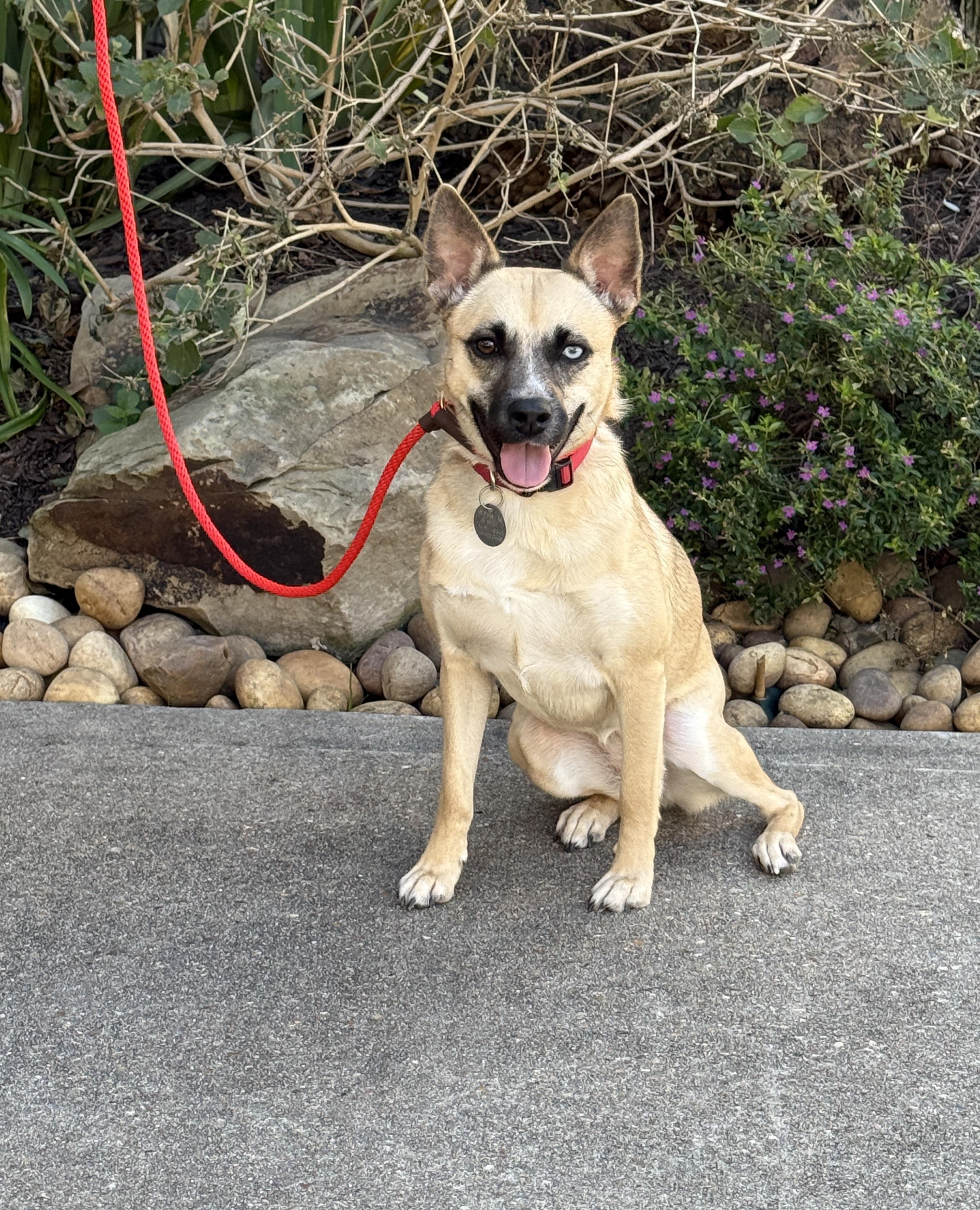 Maia, Adoptable, Young Female Klee Kai & Shiba Inu.