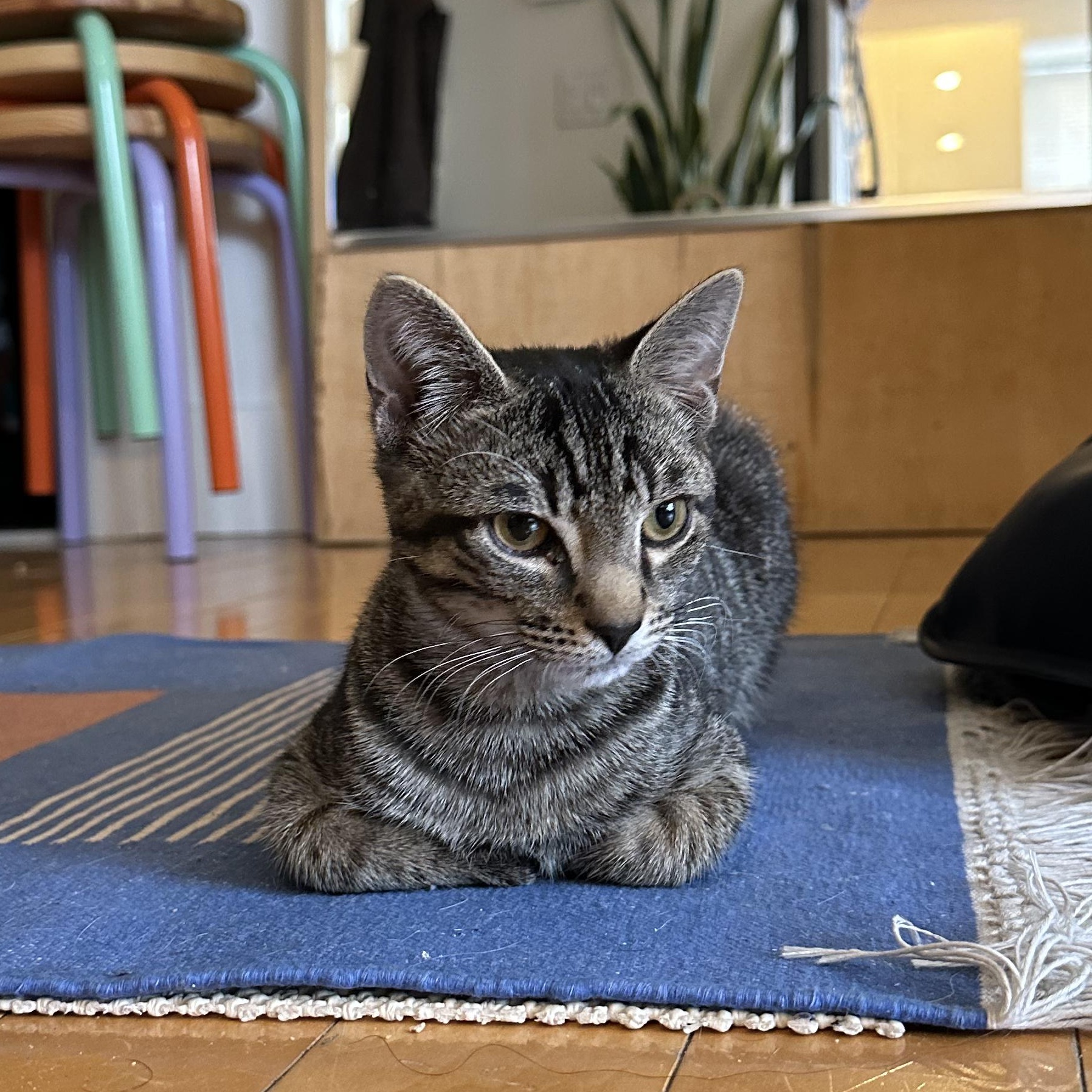 Enlarge Persimmon (Percy), a ADOPTABLE Domestic Short Hair in brooklyn, NY image 6/6