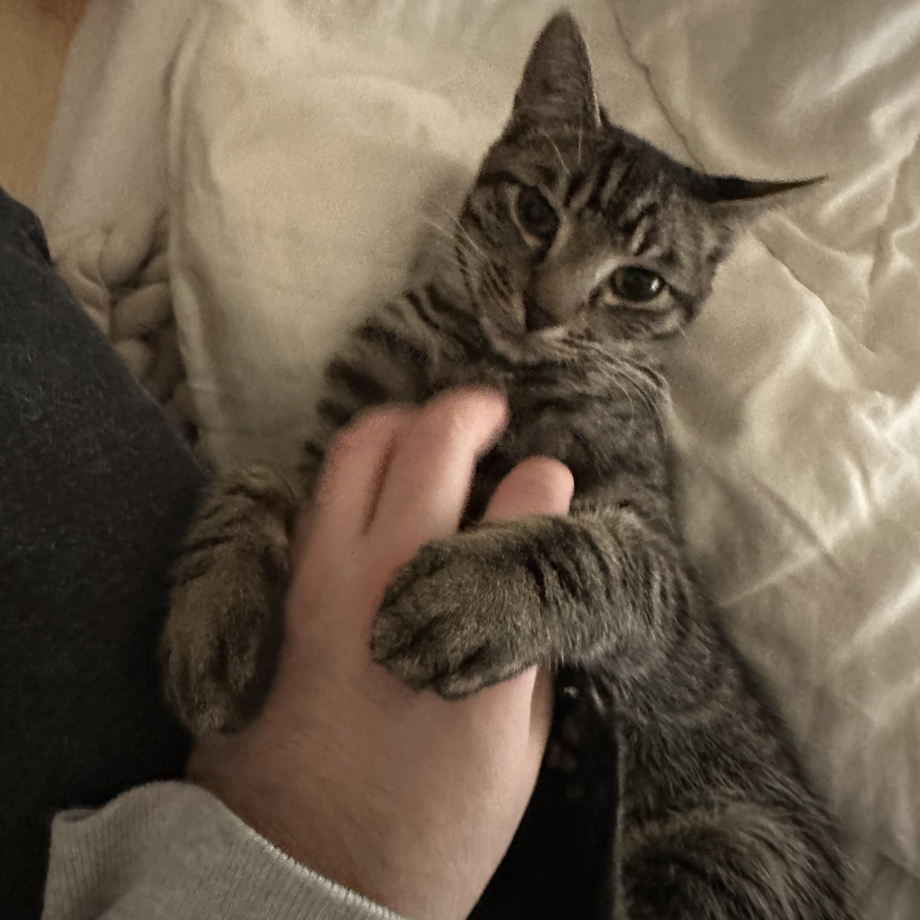 Enlarge Persimmon (Percy), a ADOPTABLE Domestic Short Hair in brooklyn, NY image 5/6