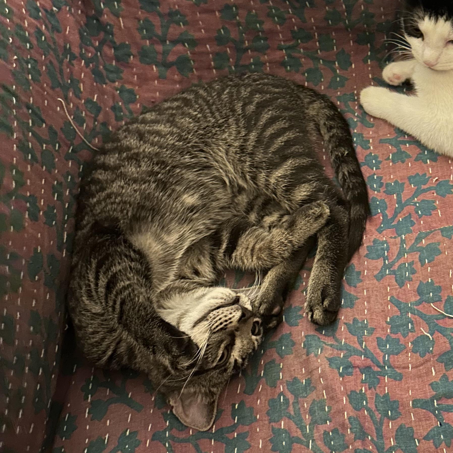 Enlarge Persimmon (Percy), a ADOPTABLE Domestic Short Hair in brooklyn, NY image 2/6