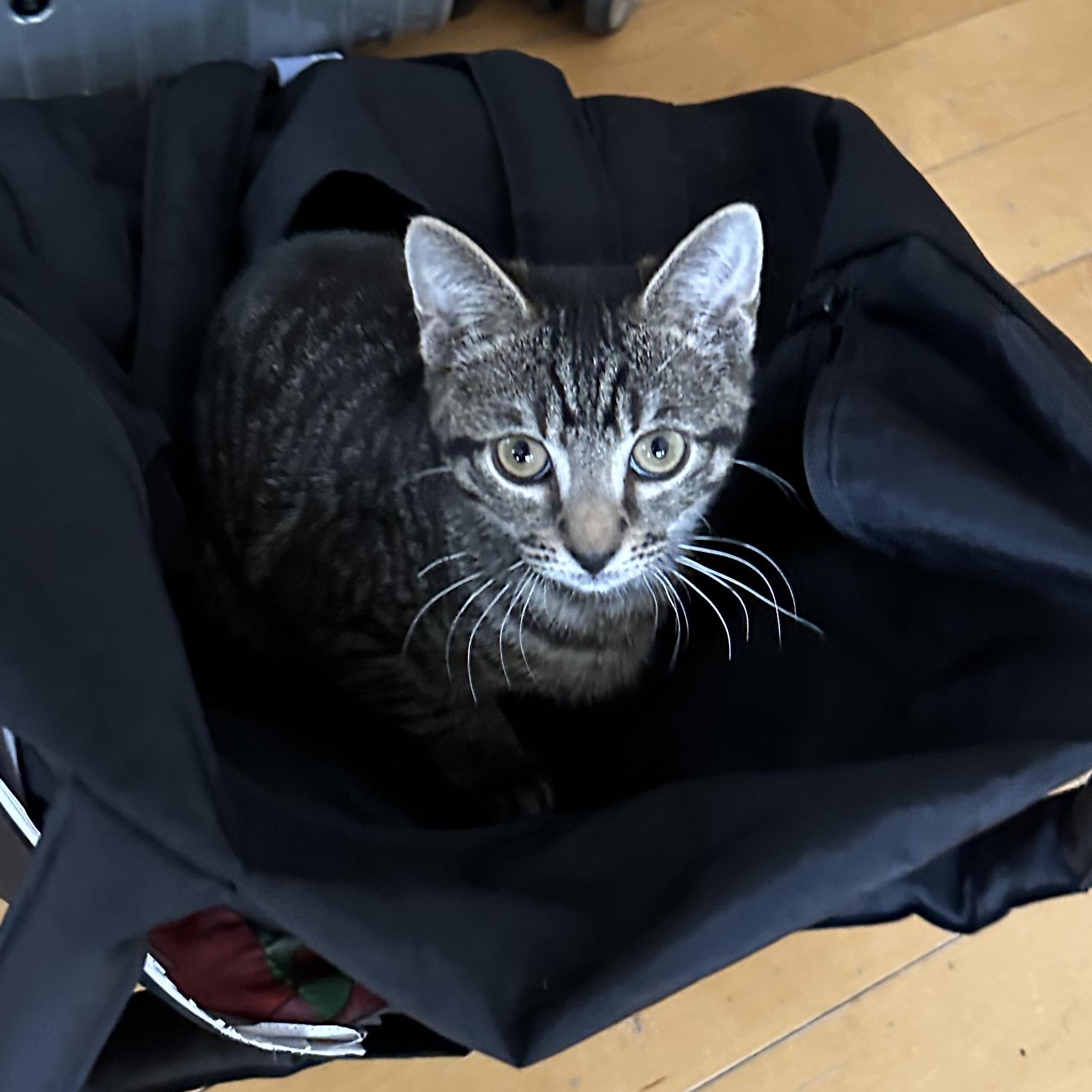 Persimmon (Percy), ADOPTABLE, Kitten Male Domestic Short Hair.