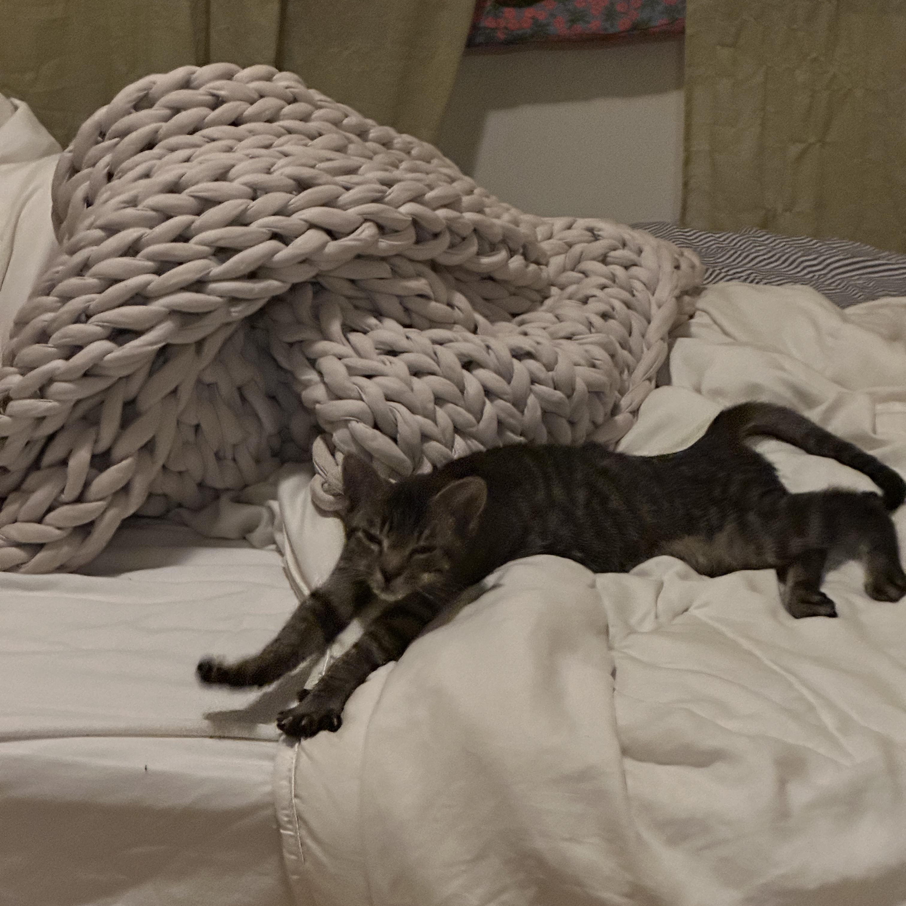 Enlarge Persimmon (Percy), a ADOPTABLE Domestic Short Hair in brooklyn, NY image 4/6