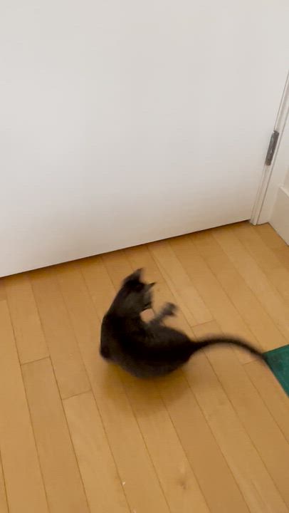 Enlarge Persimmon (Percy), a ADOPTABLE Domestic Short Hair in brooklyn, NY video 3/6