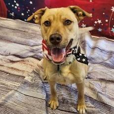 Hercules, Adoptable, Adult Male Yellow Labrador Retriever & Mixed Breed.
